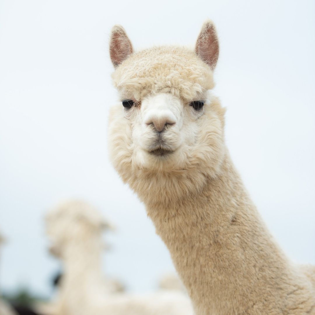 llama looking at you