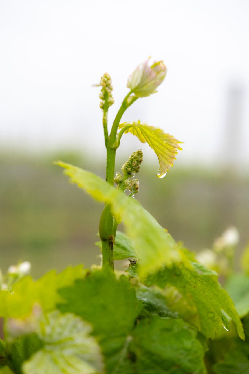 close up of a Marnong Estate vine starting to blossom